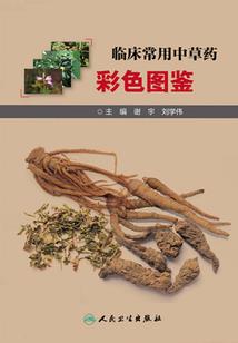 记忆的彼岸